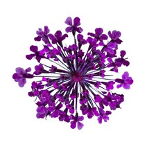 그린팜네이처 꽃보듬 압화-레이스플라워, 핑크퍼플