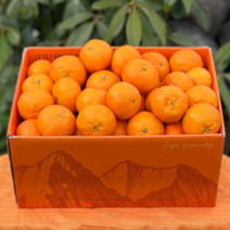 (가성비1위)카라향 제주카라향 고당도 산지직송, 추천/특가/중대과혼합2.5KG(14과내외)