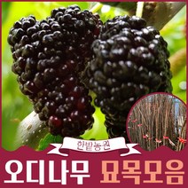 슈퍼 오디나무 묘목 접목 1년생 (신품종 대심오디), 대심오디(신품종 2배이상크고 당도가 1.5배), 상묘