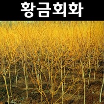 황금회화나무 접목1년(뿌리) 1개/나무 묘목/활엽수/정원용