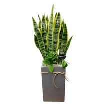 산세베리아 전국꽃배달 개업화분