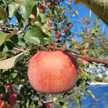 영주사과 꿀부사사과 기스 못난이 가정용 흠과 내외 2.5kg 8-14과, 1개, 상세페이지 참조