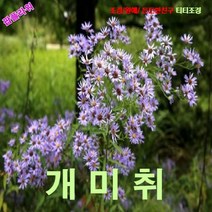 팝플라워 개미취 씨앗 15립