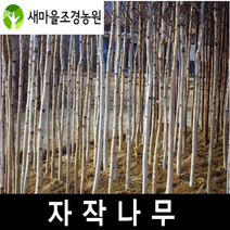자작나무 자작나무묘목 조경수 하얀나무, 1개