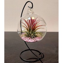 틸란드시아 빨강 이오난사 특대형 인테리어 화분