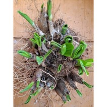 바로 캐어서 보내드리는 명이나물모종 6~15년차이상 100주, 50주