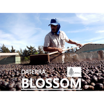 [커피생두] 브라질 다테하 블러썸-1kg [브라질생두]