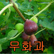무화과 삽목2년특묘 2그루 나무 묘목 무화과나무
