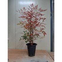 남천나무 색상이 이뻐요., 1개