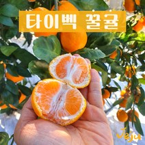 [다민이네]제주 타이벡 꿀귤 3kg/5kg/(실중량 2.5kg/4.5kg), 1개, 3kg(소과S-2S)