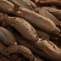 맛있는 국산 연근 생연근 흙연근 특품, 연근 5kg