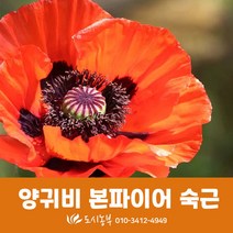 양귀비/숙근/본파이어/조경/전원주택/도시농부/모종