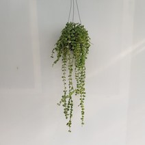 온누리농원 버튼콩난