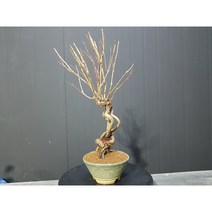 이스라지 (산앵두) 분재