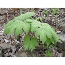 병풍취종근 10주