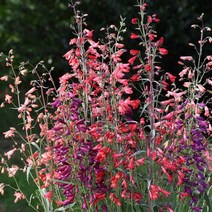 [씨앗]펜스테몬-트위즐 혼합 10립