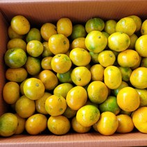 귤 제주 명품 감귤 5kg (S-M중과 L-2L대과 ), 감귤 5kg (S-M중과)