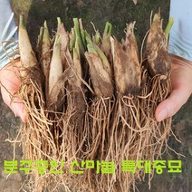 * 산마늘 8년생 특대 모종 =20주 판매. (분주중인 산마늘 종묘), 산마늘 특대 종묘 20주