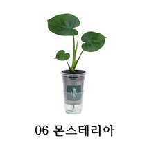와이디무역 수경재배 실내공기정화식물 10종 물만 주시면 됩니다. 개업 축하 돌잔치 선물, 06_몬스테리아