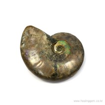 암모나이트 화석 관상석 전시용 개인수집 HSROU-3159, 단품