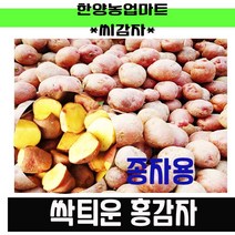 씨감자-홍감자/종자용/싹틔운/토종/속노란/분많은/종자용/씨앗, 20kg