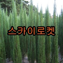스카이로켓 향나무(어린묘목) 삽목2년 10그루 묘목 꽃나무 과일나무 유실수 조경수