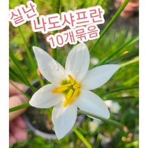 실난-나도샤프란 10개묶음/ 꽃말은 즐거움 지나간 행복, 10개