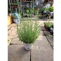 6900 프렌치라벤더 라벤다 중품 25~40cm, 1개
