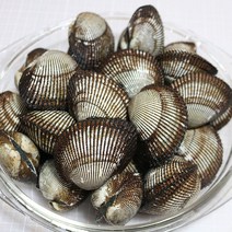 통영 피조개 1kg 17~20미 통영 피꼬막 통영 꼬막 통영 조개 활꼬막 생꼬막 집에서술안주 피꼬막 회 피꼬막무침 피조개무침, 1개