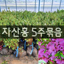 [모든원예조경] 철쭉나무 자산홍 (키30cm) 5주묶음 철쭉묘목 (분홍색) 봄꽃 꽃나무 울타리 아파트조경 가성비