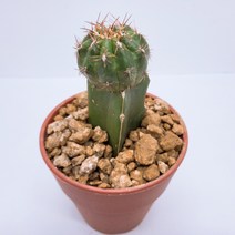 인플랜츠팜 비모란 해왕환 미니 선인장 분갈이 없이 키우는 선인장 화분 반려식물