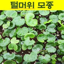 모종/털머위/포트묘/10개 wj412, 10개