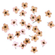 조팝 엔틱분홍 약 1cm 25개