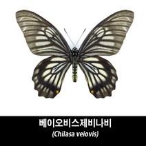 베이오비스제비나비표본-Chilasa veiovis