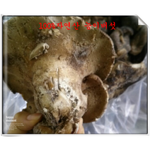 100%자연산 냉동능이버섯특등급3kg, 1개