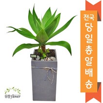 고급 대형화분 개업 축하 화분 전국 당일배송, 21. 아가베