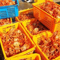제철 속초 홍게 붉은 대게 박달 연지홍게 자숙 찜 삼척 영덕 주문진 울진 구룡포 포항, [실속형] 홍게 1kg