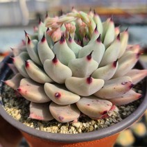 신비다육 묵은둥이 원종자라고사