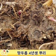 땅두릅 4년생 뇌두 3kg /땅두릅 모종 땅두릅뿌리 땅두릅 뇌두 두릅키우기