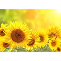 스마탭 보석십자수 돈들어오는 금전수 캔버스형 황금 해바라기 풍경, GD15황금빛해바라기50x40