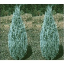 묘목/ 문그로우 키 80cm내외(분) G0393