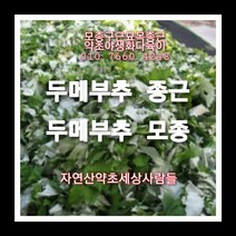 두메부추종근 40주 두메부추모종 두메부추씨앗재배, 1개