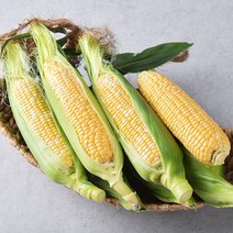 [5월 15일 순차출고 ] 과일보다 달콤한 23년 햇 초당 옥수수 14cn내외 10개, 1개