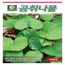 곰취나물 씨앗(100립)
