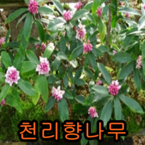 크렌베리묘목 포트묘3그루 유실수 꽃나무 나무 묘목 다래나무 과일나무, 천리향포트묘3주