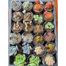 (둥이다육) 이쁜다육이10개묶음 최대할인, 살구미인금