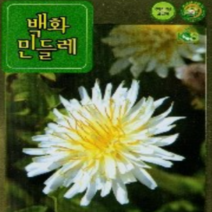 (GD소망)흰민들레씨앗(약100립)토종하얀민들레