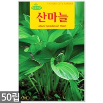 산마늘 씨앗 50립 - 산마늘씨앗 산나물씨 명이나물씨앗 명이나물씨 명이나물 마늘 쌈채소 나물씨앗, 04_산마늘(50립)