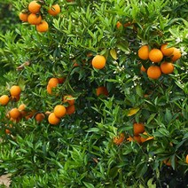 BD 제주_특급_제철_3kg_국내산_영화청과_가격_레드향 CB40 BD, 상세페이지 참조