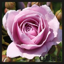 (나무농장) 독일장미 땅장미 코데즈로즈 (노티카) 개화주 포트